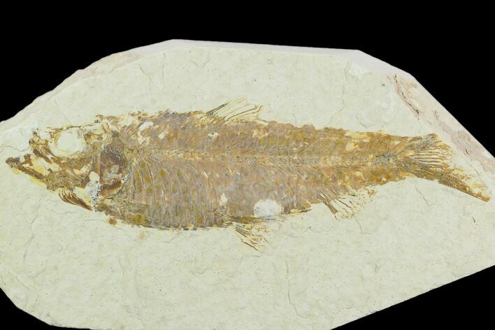 Bargain Fossil Fish (Knightia) - Wyoming #119999